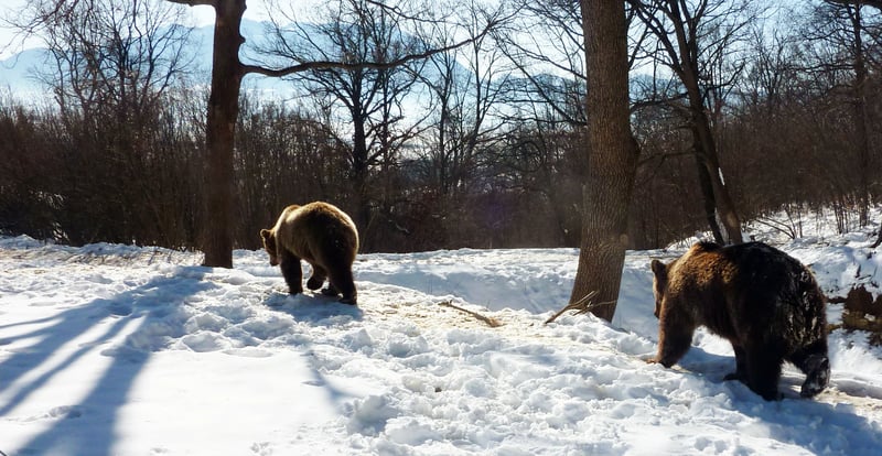 Beren in de sneeuw