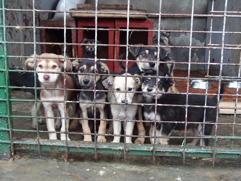 Puppy's in een asiel in Brasov, Roemenië