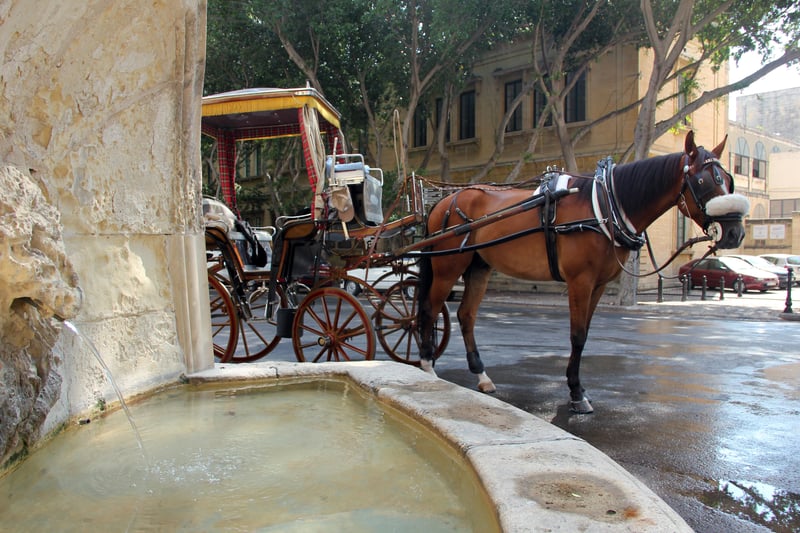 Koetspaard Malta Valletta