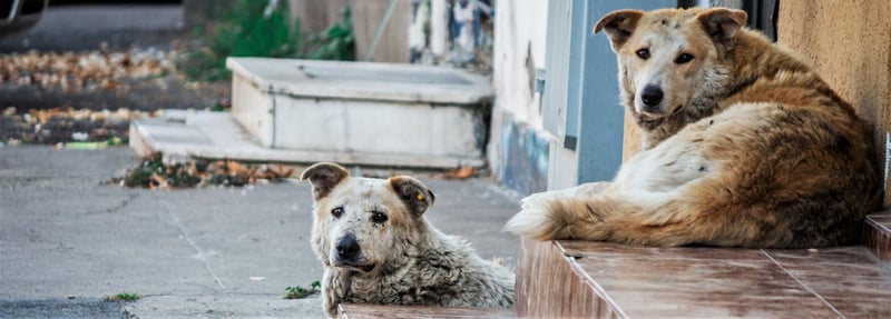 Straathonden in Roemenië