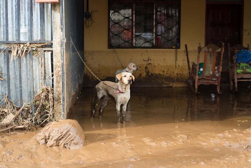Hond in getroffen gebied orkaan Otto, Costa Rica