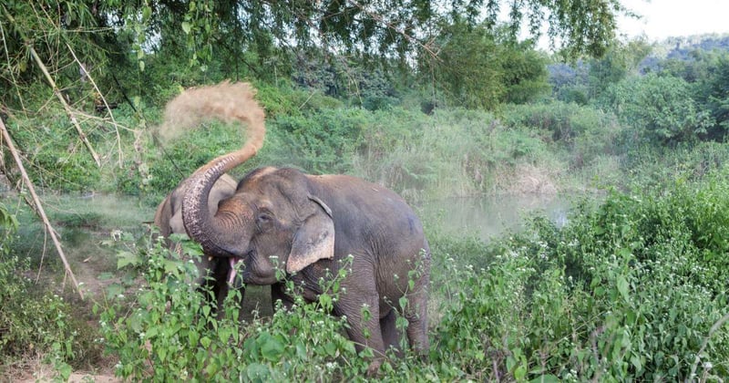 Een olifant bij een goede olifantenopvang in Thailand