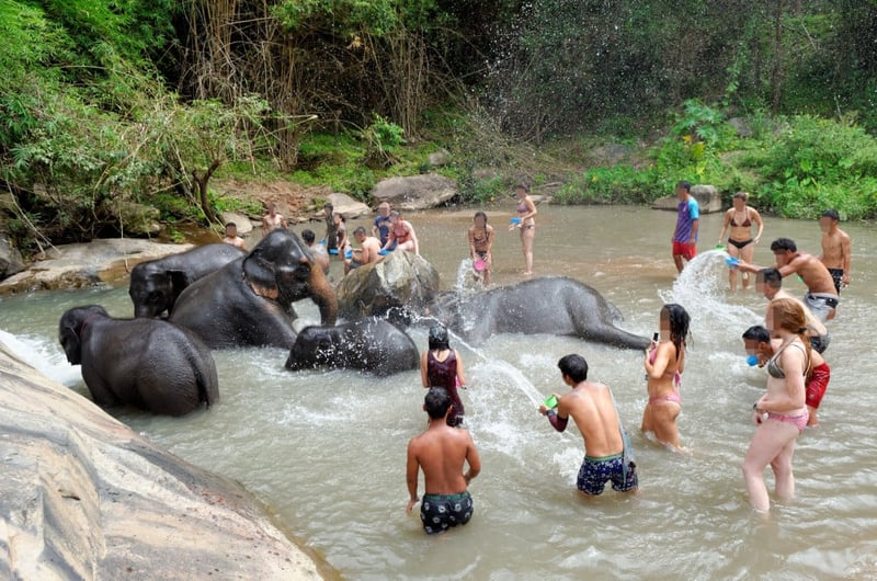 wassen van olifanten