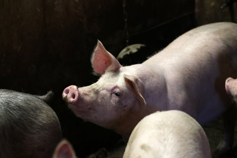 varkens, vleesproductie, veehouderij, bio-boerderij