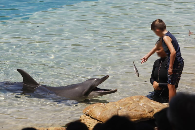 Children feeding a captive dolphin