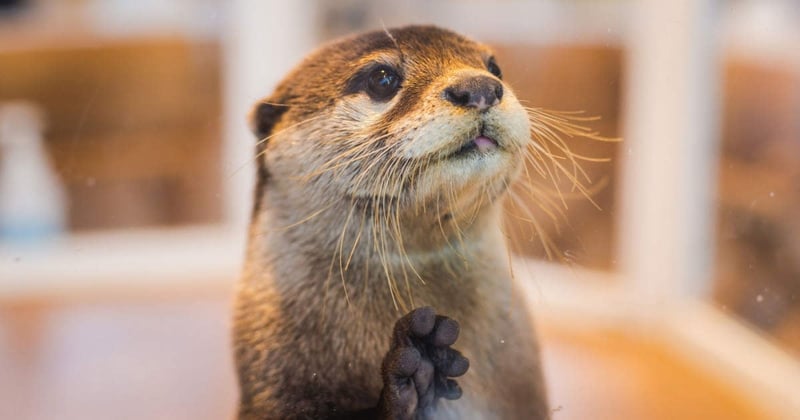Ottercafés en otters als huisdier: leuk of zeer triest?