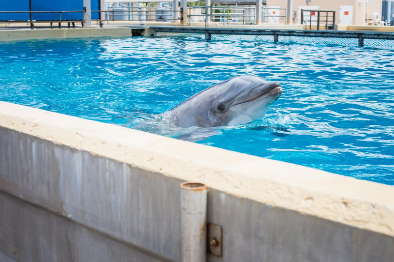 Dolfijn in gevangenschap als entertainer