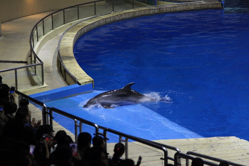 Dolfijn in dolfinarium voor publiek