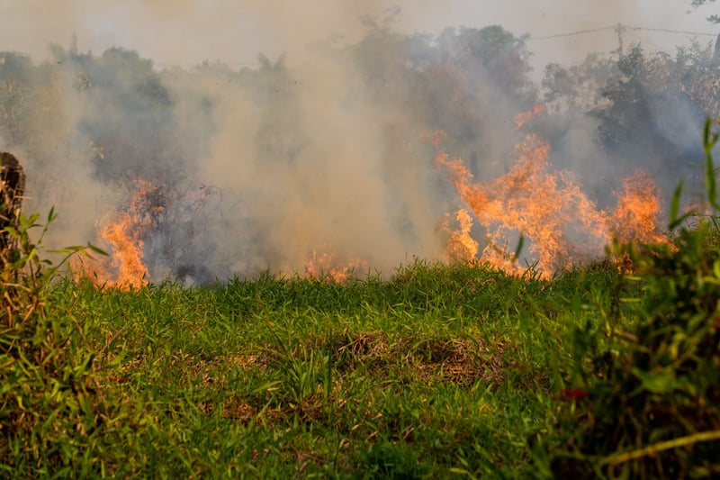 Brazil’s Amazon rainforest is in flames, burning at the highest rate since 2013. There have been 72,843 fires reported in Brazil since the beginning of the year. Credit Line: Noelly Castro/World Animal Protection