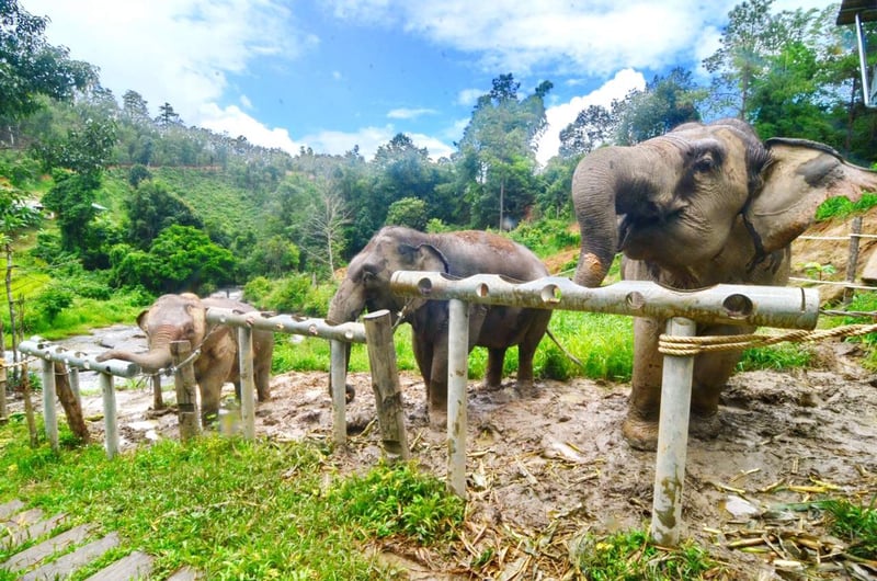 ChangChill, olifantenopvang, olifanten, entertainment, Thailand