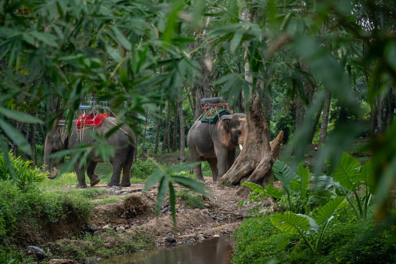 Elephants carrying tourists for rides