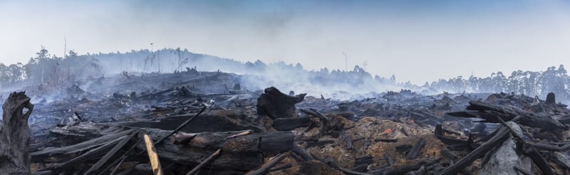 Een afgebrand bos in Australië