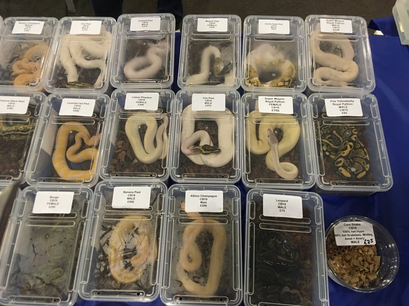 Pictured: Snakes displayed at an expo.