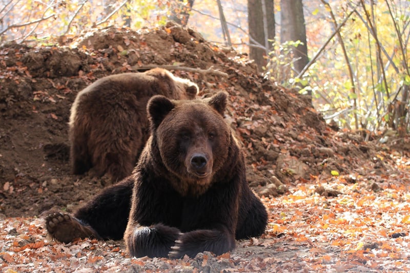 Bjørnene Timka og Alisa er reddet fra en ukrainsk zoo