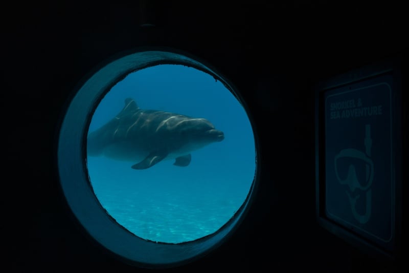 dolphin-in-captivity-tank