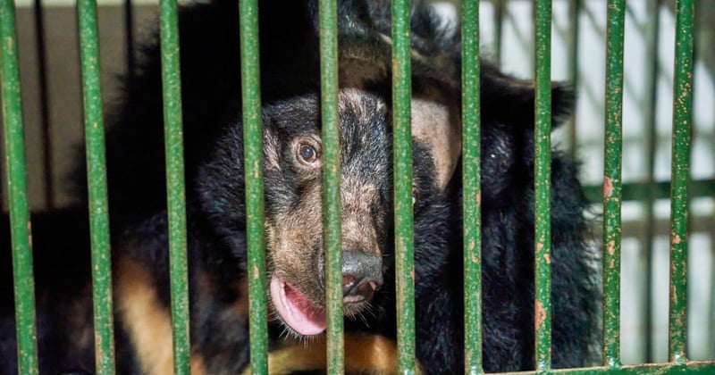 Reddingsactie: een tweede kans voor beer Na
