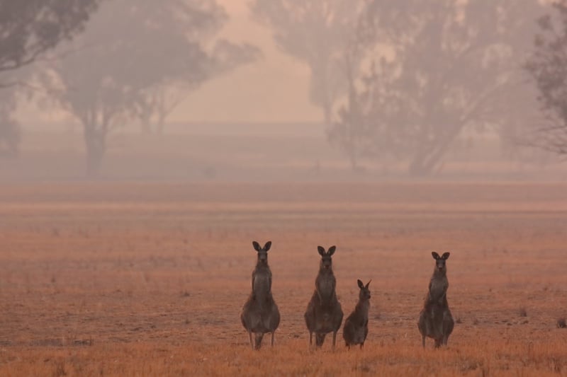 Kangaroe familie tijdens bosbrand in Australië