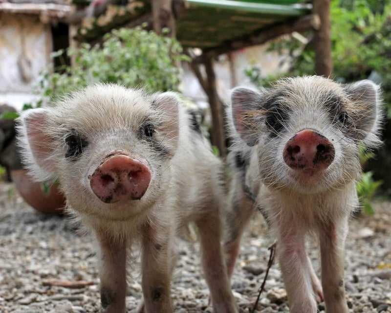 happy piglets