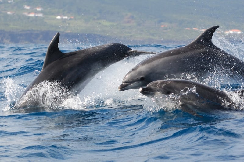 dolfijnen in het wild