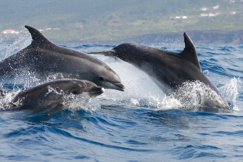 dolfijnen zwemmen in zee