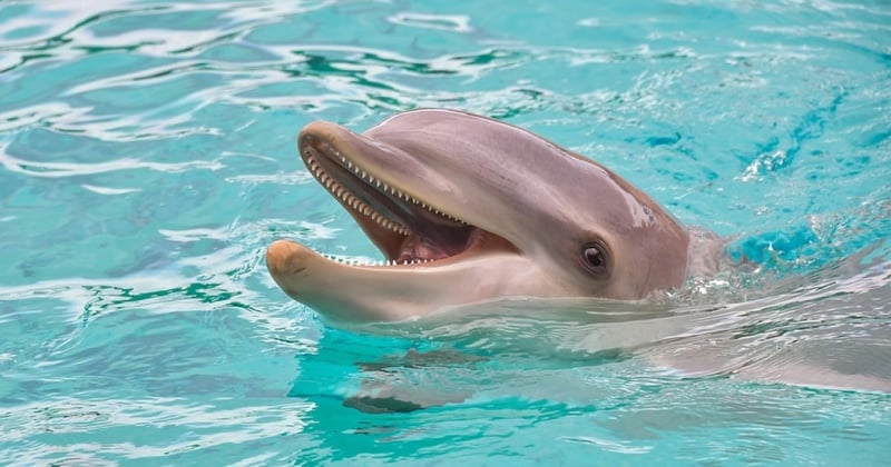 dolphin, captivity, vicky