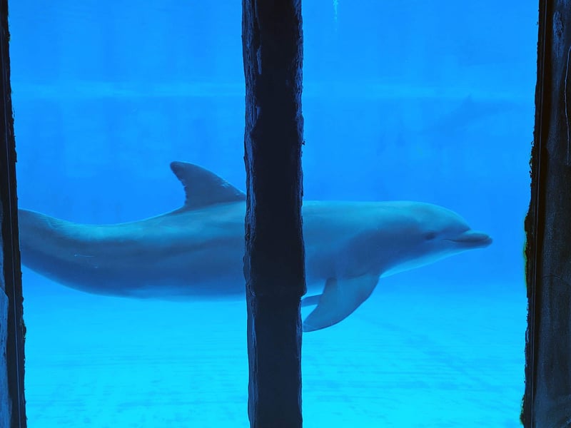 A dolphin swims in it's enclosure in Aqualand.