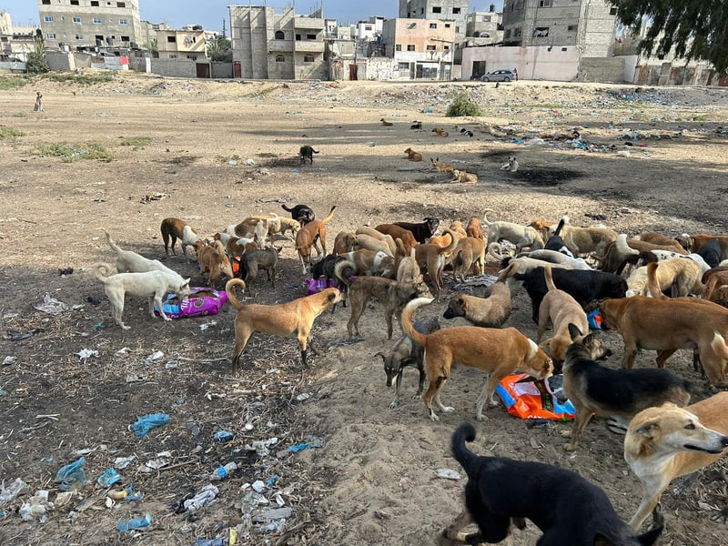 Honden krijgen eten in Gaza