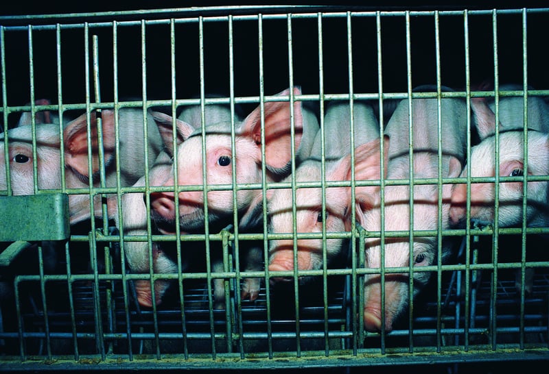 baby pigs in a crate