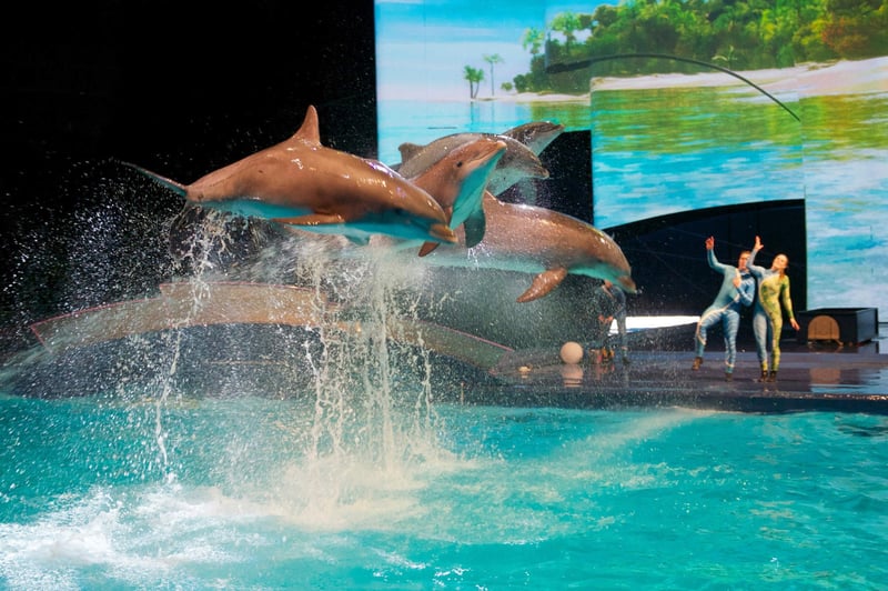 Dolfijnen tijdens dolfijnenshow in Dolfinarium