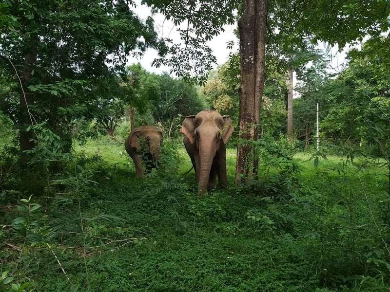 Kammoon en Malee bij olifantenopvang Somboon Legacy Foundation