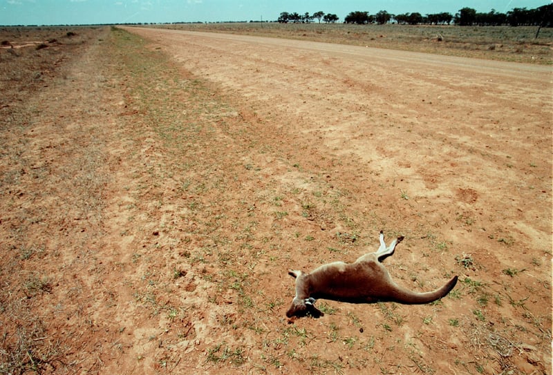 Een dode kangoeroe