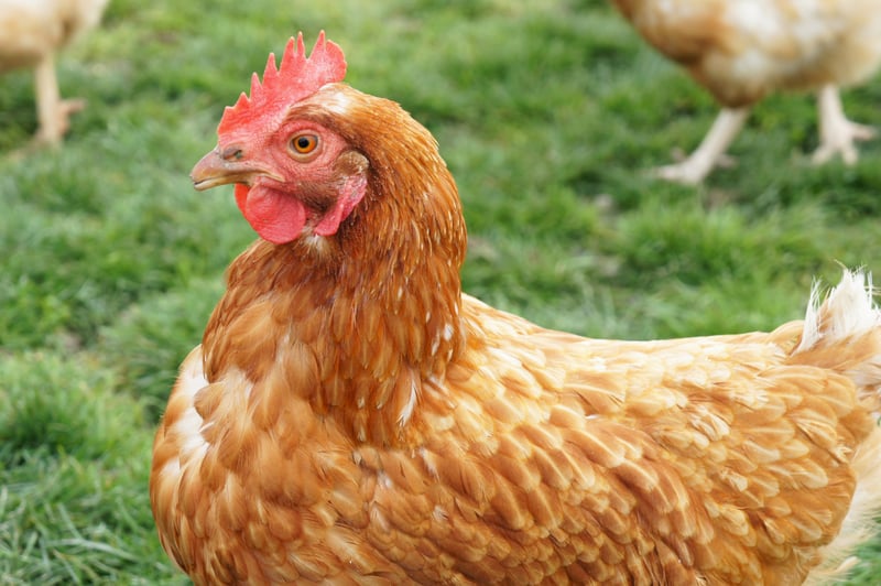 Een (blij) eitje bij het Paasontbijt? Zó koop je diervriendelijke eieren