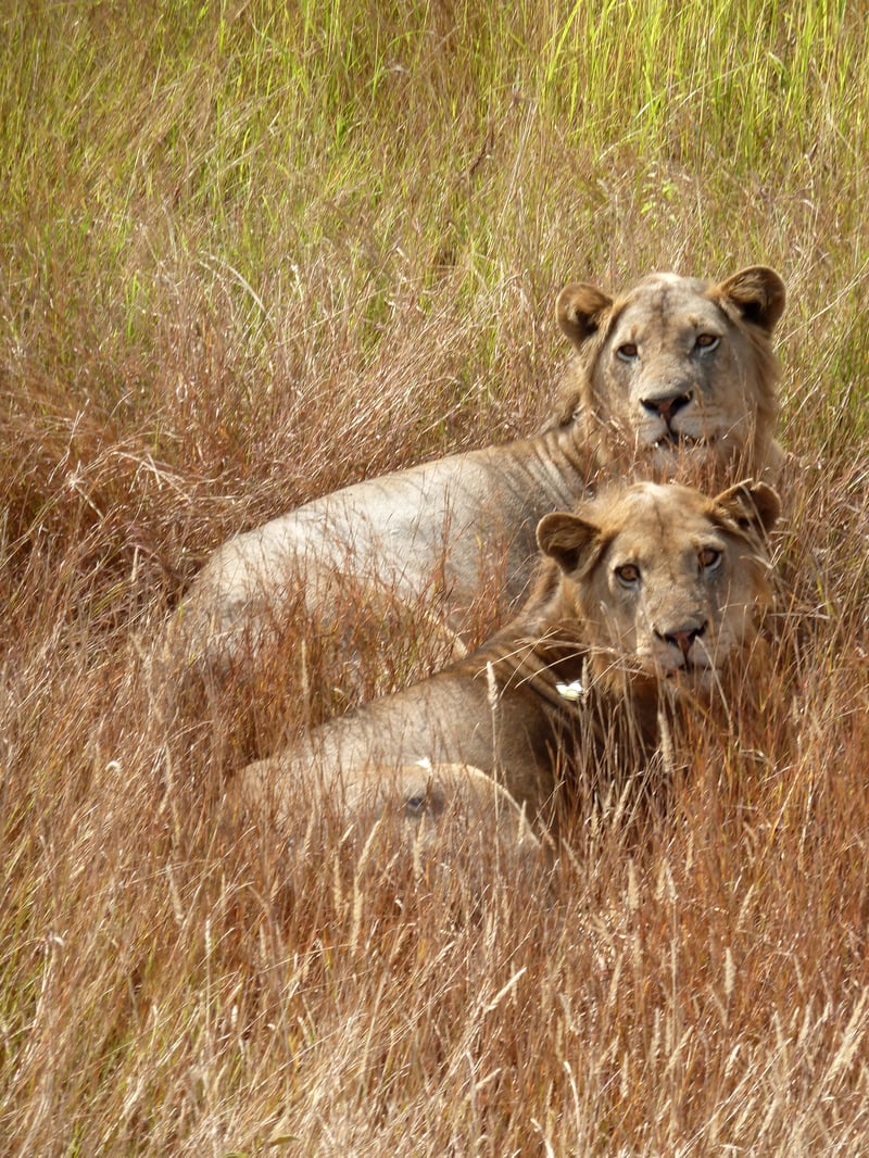 leeuwen in een Afrikaans natuurpark 