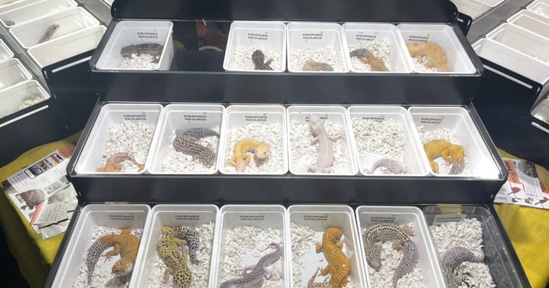 Luipaardgekko's op reptielenbeurs Houten