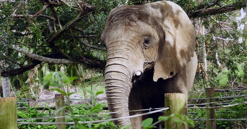 Mundi, an African Savannah elephant, is pictured in her previous home in a Pureto Rican zoo.