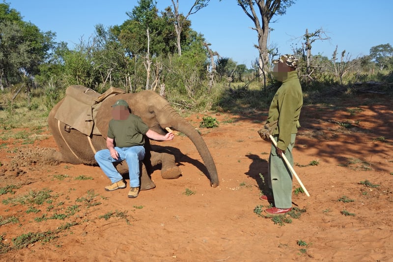 olifant onderworpen aan training