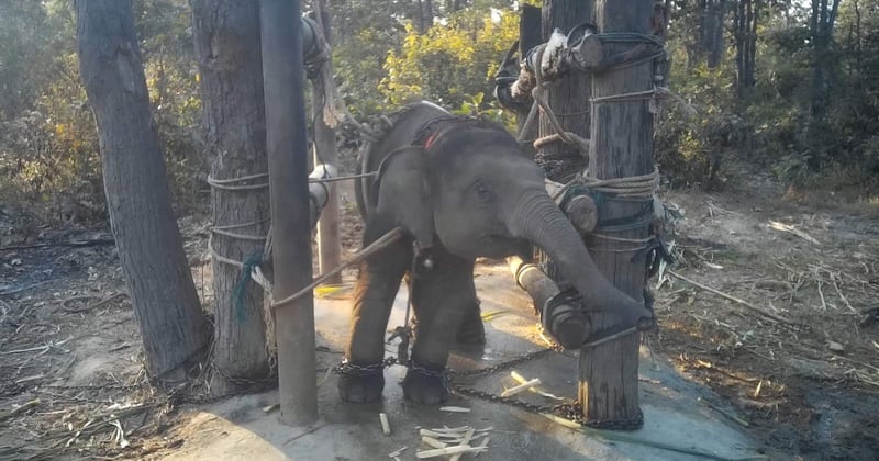 Jonge olifant wordt mishandeld
