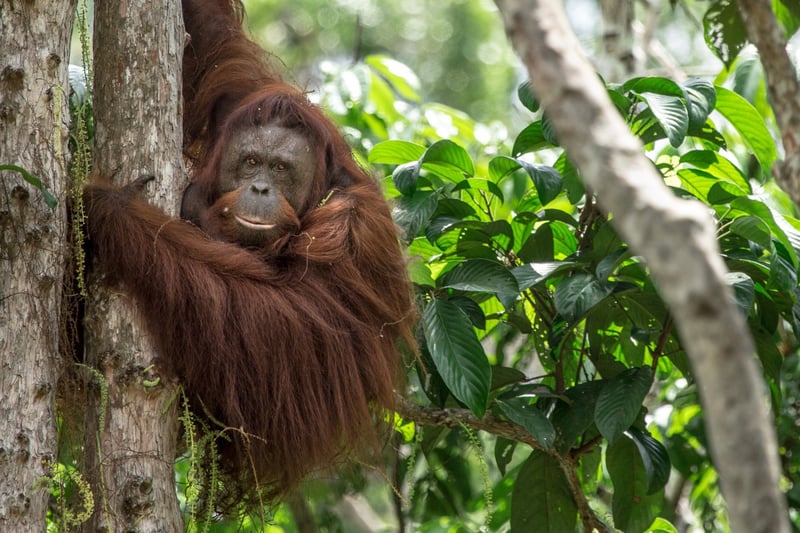 Orangutan in a tree - World Animal Protection - Animals in the wild