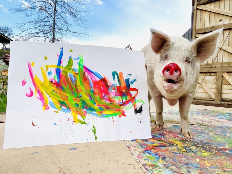 painting pig