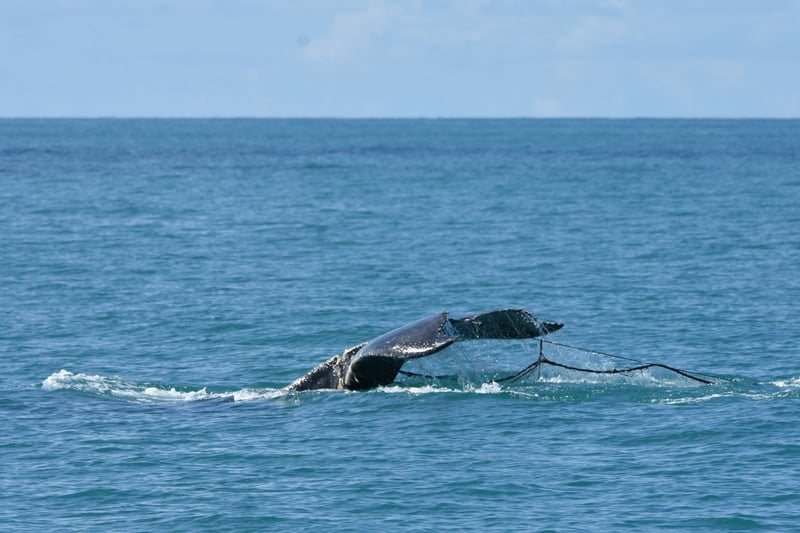 WHS Whale