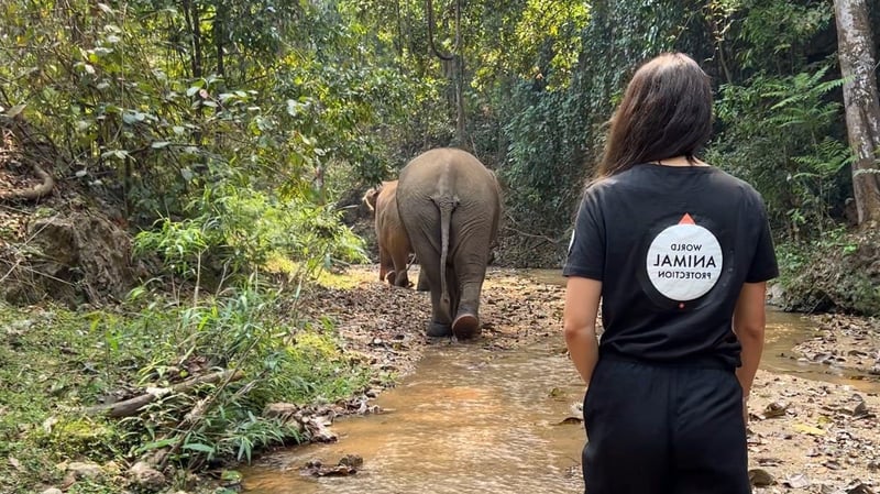 Reisverslag: op bezoek bij een olifantenopvang in Thailand