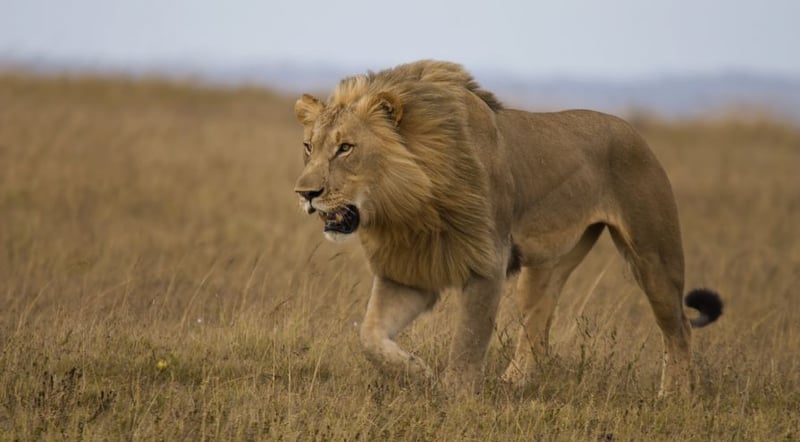 Online reisorganisatie City Discovery eindigt verkoop tickets voor wrede attracties met wilde dieren