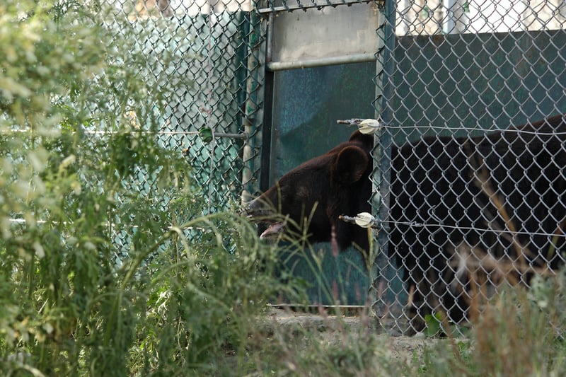 beer-zorro-vrijgelaten