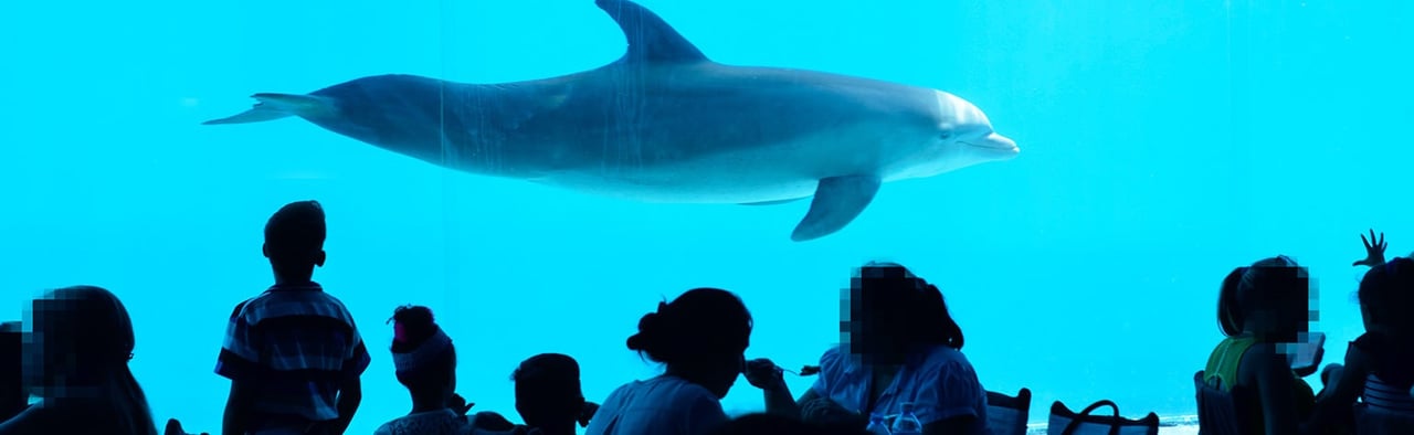 Red orka's en dolfijnen uit hun tank