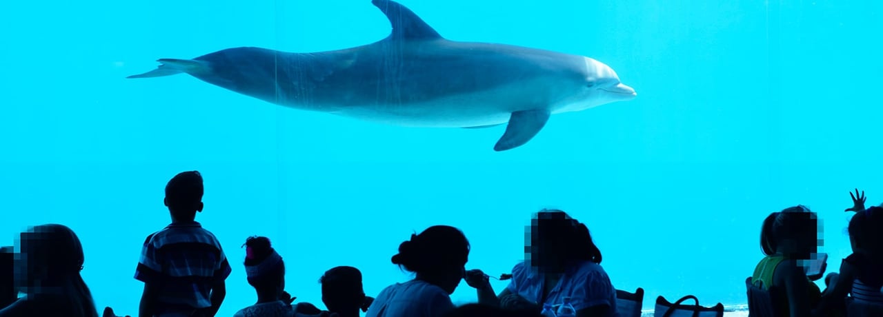Donatie opvangplekken orka's en dolfijnen