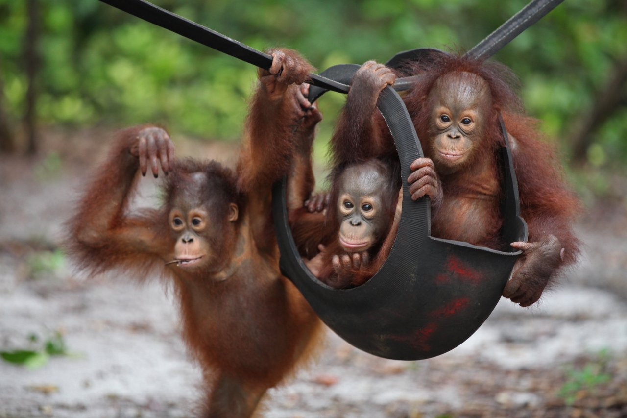 Orang-oeten groep