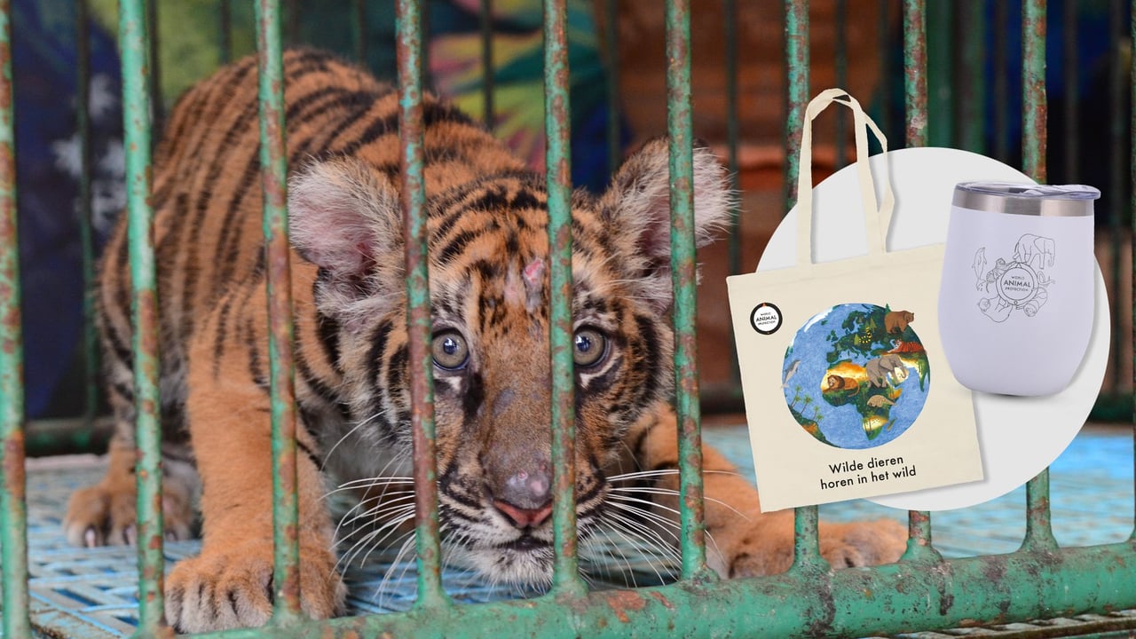 Tijger met packshot