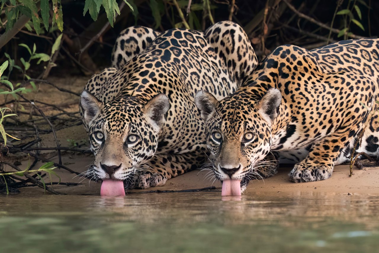 Jaguars Brazilië