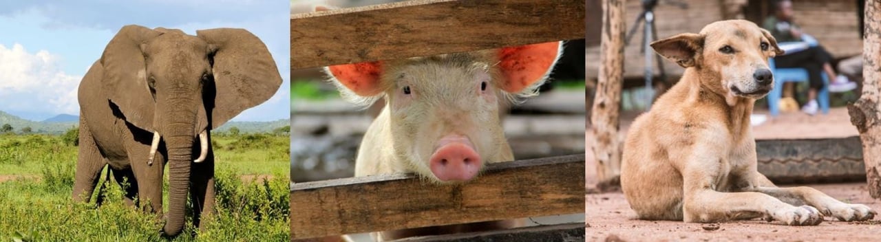 Fotocollage met 3 foto's waarop verschillende dieren staan.