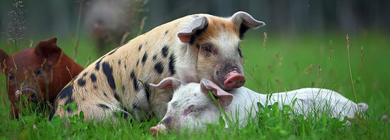 Varkens